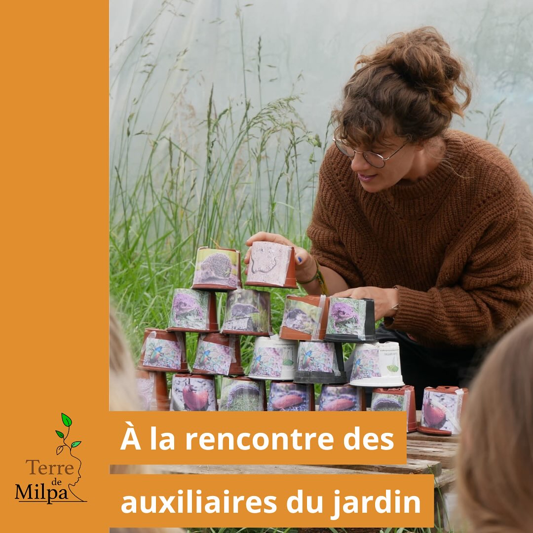 🌱Ces dernières semaines, Terre de Milpa a eu le plaisir d’accueillir plusieurs classes de l’école publique de Saint-Didier pour des visites et animations pédagogiques !

Ici, on retrouve Clara en pleine action avec les enfants lors de l’atelier sur les auxiliaires du jardin, un moment riche en découvertes, entre émerveillement, curiosité et respect du vivant 🦔🦡🦊

Un grand merci aux enseignant·es et aux élèves pour leur enthousiasme ! À très vite pour de nouvelles explorations nature 🍃

#TerreDeMilpa #EducationÀLaNature #JardinPédagogique #AuxiliairesDuJardin #SensibilisationEnvironnement #Biodiversité #AnimationNature