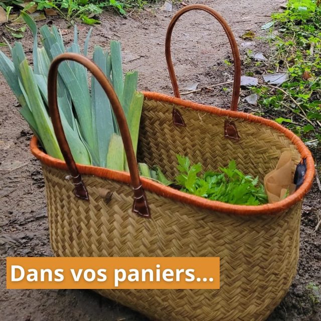 Chez Terre de Milpa, chaque semaine votre panier est une invitation à célébrer la saison !
En ce moment vos paniers se parent doucement des couleurs de l’automne :
🌿 Des poireaux tout frais
🍆 Des aubergines et des tomates (les toutes dernières de la saison !)
🌱 Des blettes pleines d’énergie
🥬 Du chou sous toutes ses formes : chou-fleur et chou chinois

👉 Avec Terre de Milpa, manger de saison, c’est aussi :
- soutenir une agriculture paysanne locale
- préserver la biodiversité
- contribuer à un projet social et inclusif
- se régaler !!!

Et vous, comment allez-vous sublimer ces beaux légumes dans vos assiettes ? 🍲

#TerreDeMilpa #PanierDuJour #LégumesDeSaison #MangerLocal