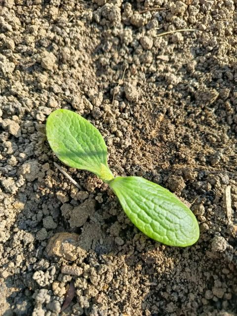 🌱 Quelques rayons de soleil et hop : ce sont déjà les courgettes qui pointent le bout de leurs feuilles !

Ces derniers jours les terres milpaïennes en ont vu de toutes les couleurs : 
🟩 du vert, avec ces tous jeunes plants de courgettes
🟨 de l'or, dans le compost agrémenté de larves de cétoine dorées
🟦 du bleu, grâce à un nouvel outil, fait maison à @latelier.paysan de Renage : une houe maraîchère avec butoir

Le printemps arrive, les terres se parent et se préparent, pour le plus grand plaisir de toute l'équipe Terre de Milpa et des gourmand.es impatient.es !

#ferme #agriculturedurable #agroécologie #fermeinsertion