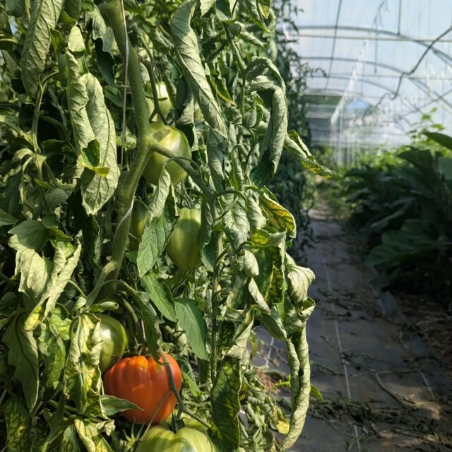 Quelle régalade dans nos paniers cet été 🧺🥒🍅🫑

Découvrez nos délicieux paniers de légumes hebdomadaires au format petit, moyen ou gros.
C'est #bio, #local et #solidaire.

Pour en savoir plus, RDV sur notre site www.terredemilpa.fr

#saintdidieraumontdor #montsdor Lyon