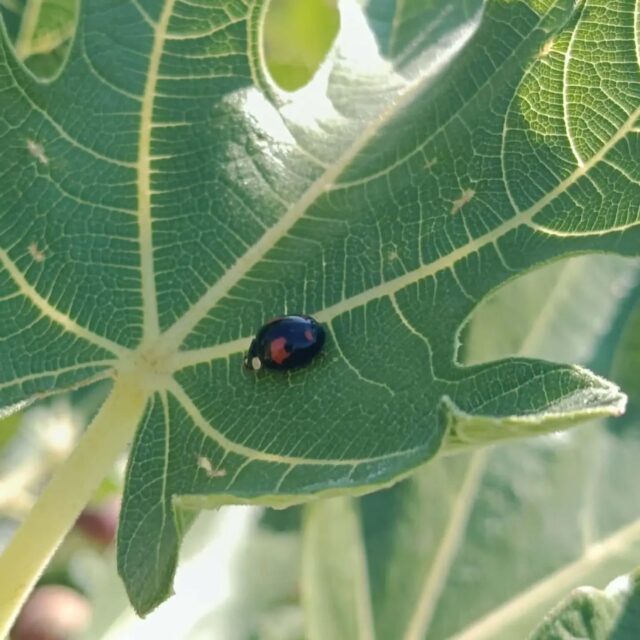 C'est ce qu'on appelle des cultures..... vivantes !! 
"La 3ieme va vous surprendre "🐛

L'été se poursuit à la Ferme de Milpa et tout le monde veut sa part des délicieuses tomates, figues et courgettes !
Priorité à nos abonnés aux paniers de légumes hebdomadaires bien sûr 😉 !

#ferme #legumesbio #association #saintdidieraumontdor  #terredemilpa
