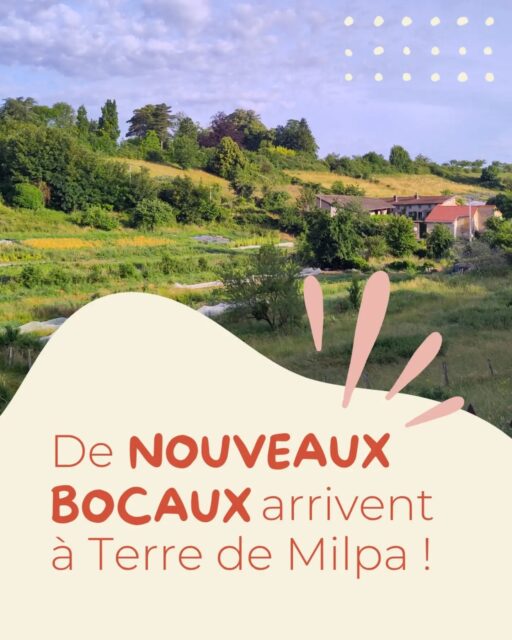 Nouveauté de la rentrée chez Terre de Milpa : découvrez nos bocaux 🥫

Pickles, confitures, tartinades, pesto... C'est la régalade assurée !

Cette année, les recettes de nos bocaux changent et ils ont été fabriqués par la ferme d'insertion les @lesjardinsdelucie, près de Lyon.

📅 Retrouvez-les à la ferme le vendredi 18 septembre de 9h30 à 12h30, pour une session dégustation.
🥫 Et ensuite en vente à la ferme chaque vendredi, et dispo au Comptoir Fortunella à Saint-Fortunat et sur notre site https://terredemilpa.cocagnebio.fr/ !

#bocaux #conservebio #recettesbio #jardindecocagne